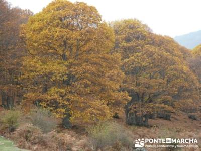 El Castañar de El Tiemblo, turismo activo madrid; sin guias senderismo